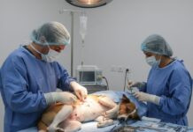 Prefeitura abre credenciamento para castração gratuita de cães e gatos em São João da Boa Vista