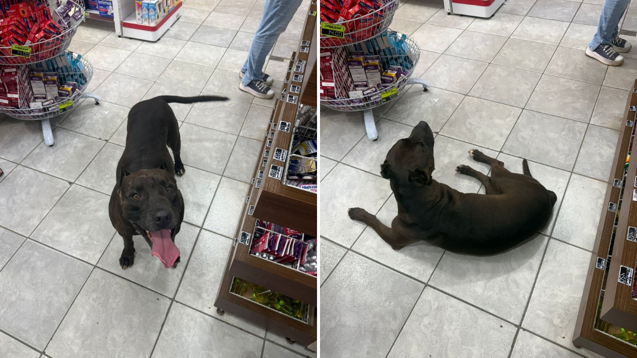 Imagem de Pitbull fêmea é vista solta na região da 14 de Julho e Carolina Malheiros e preocupa moradores