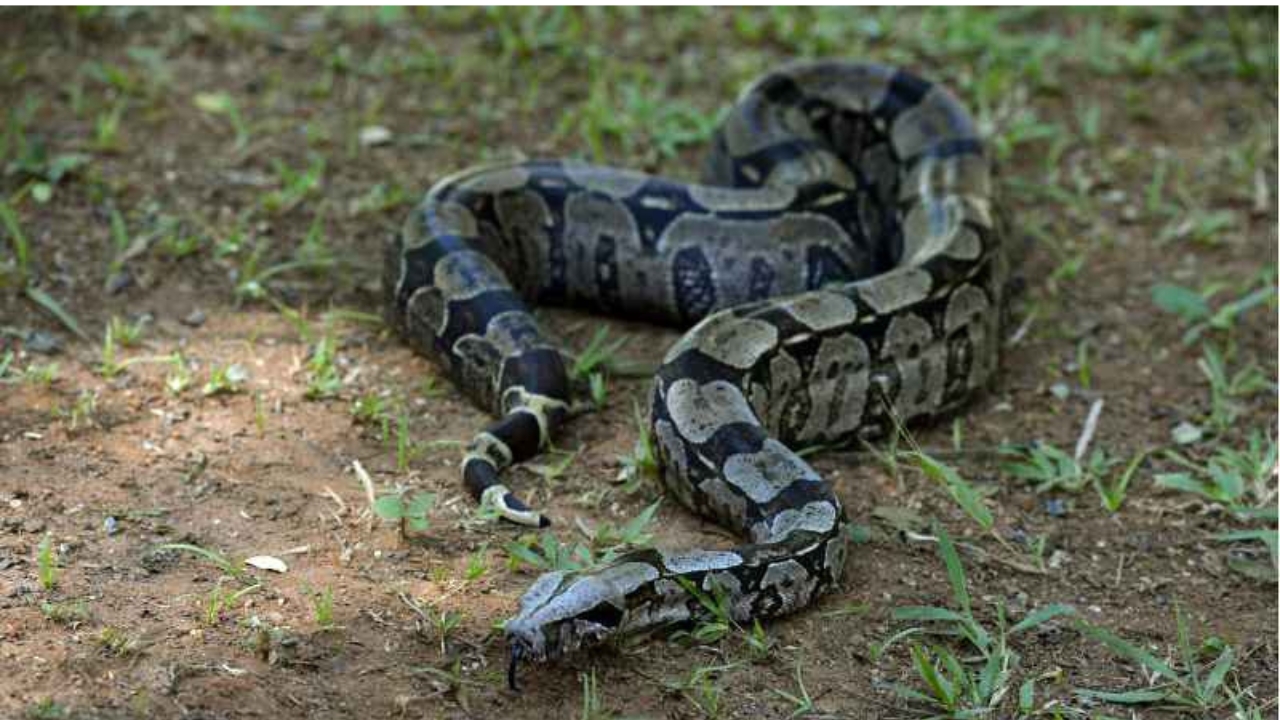 Imagem de Fotos: Jiboia de 1,5 metro é resgatada em trilha do Bosque de Águas da Prata/SP