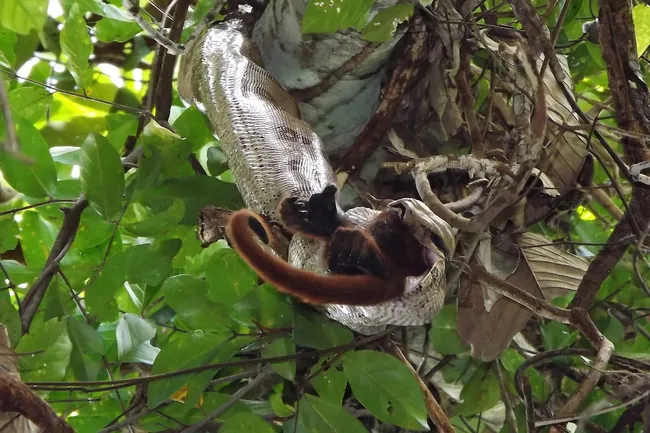 Imagem de Jiboia resgatada em Águas da Prata levanta debate sobre alimentação e convivência com a fauna local